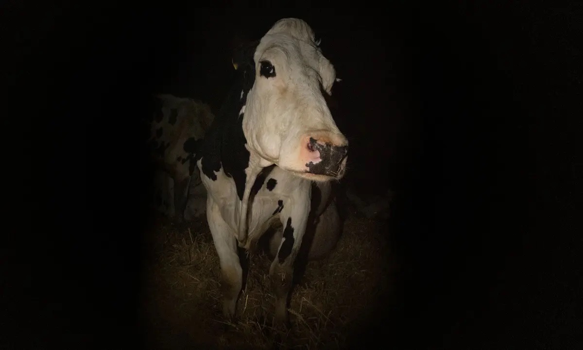 Cow (2022)