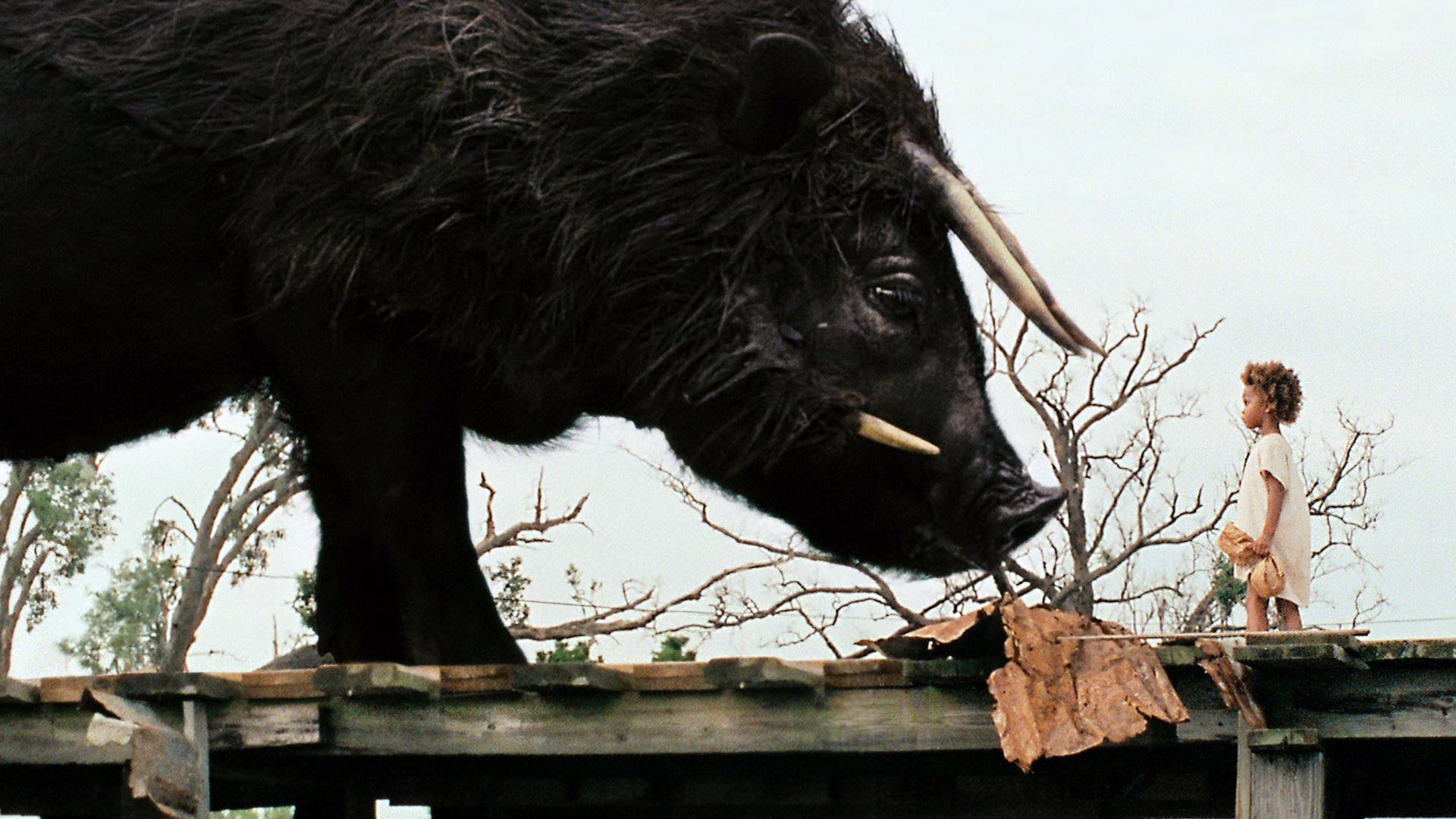 Beasts of the Southern Wild (2012)